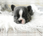 Small Photo #6 French Bulldog Puppy For Sale in HOLDEN, MO, USA