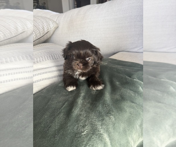 Medium Photo #4 Shih Tzu Puppy For Sale in SAHUARITA, AZ, USA