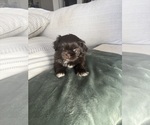 Small #3 Shih Tzu
