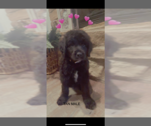 Saint Berdoodle Puppy for sale in ANGIE, LA, USA