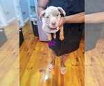 Puppy Puppy 4 F2 American Bully