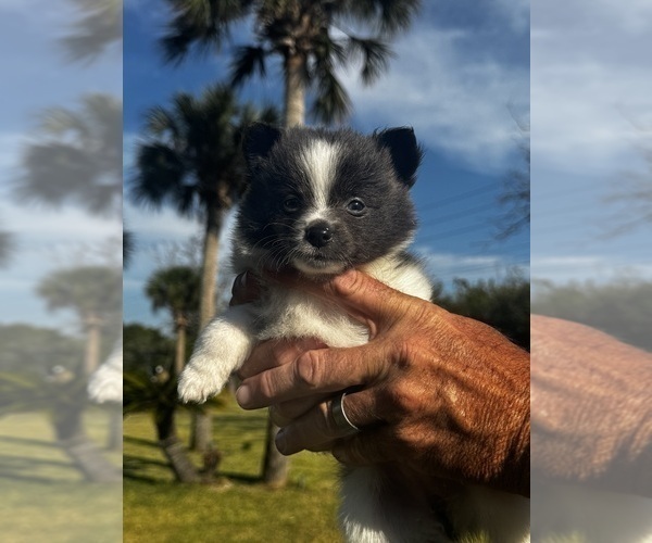 Medium Photo #1 Pomeranian Puppy For Sale in VENICE, FL, USA