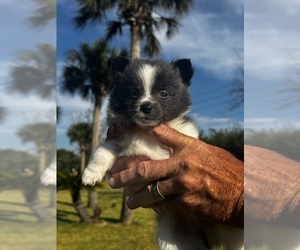 Pomeranian Puppy for Sale in VENICE, Florida USA