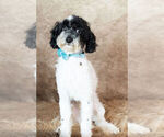 Small Photo #11 Poodle (Miniature) Puppy For Sale in WARSAW, IN, USA