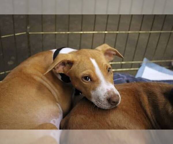 Medium Photo #3 Unknown-Whippet Mix Puppy For Sale in Minneapolis, MN, USA