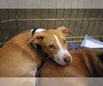 Small #2 Whippet Mix