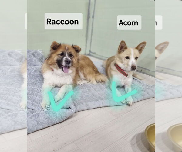 Medium Photo #3 Mutt Puppy For Sale in Agoura Hills, CA, USA