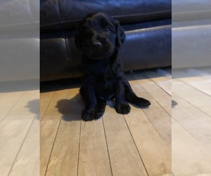 English Setter-Labradoodle Mix Puppy for sale in CHESTERVILLE, ME, USA