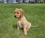 Small Photo #2 Golden Retriever Puppy For Sale in EARLHAM, IA, USA