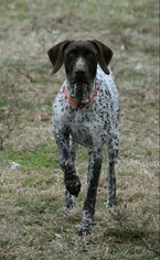 Father of the German Shorthaired Pointer puppies born on 11/08/2018