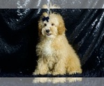 Puppy jaguar AKC Poodle (Toy)