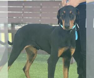 Doberman Pinscher Dogs for adoption in Camarillo, CA, USA