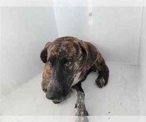 Plott Hound-Unknown Mix Dogs for adoption in Houston, TX, USA