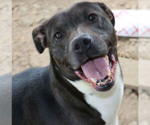 Nancy - Female Labrador Retriever-Staffordshire Bull Terrier Mix Dog for Adoption - Photo #3