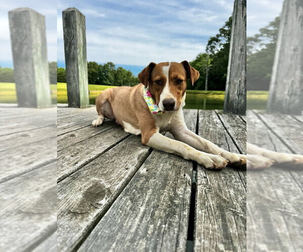 Medium Photo #1 Mutt Puppy For Sale in Boston, MA, USA