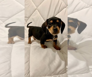 Dachshund Puppy for sale in SAN DIEGO, CA, USA