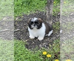 Small Photo #4 Shih Tzu Puppy For Sale in BEECH GROVE, IN, USA