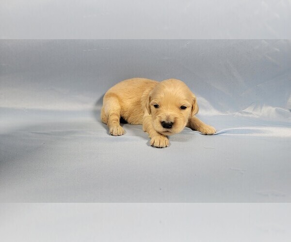 Medium Photo #30 Golden Retriever Puppy For Sale in BLACK FOREST, CO, USA