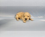 Puppy Lara Croft Golden Retriever