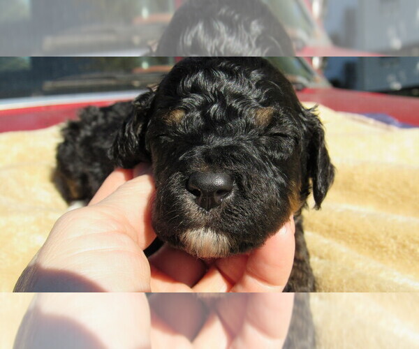 Medium Photo #5 Bernedoodle Puppy For Sale in BIG ROCK, IL, USA