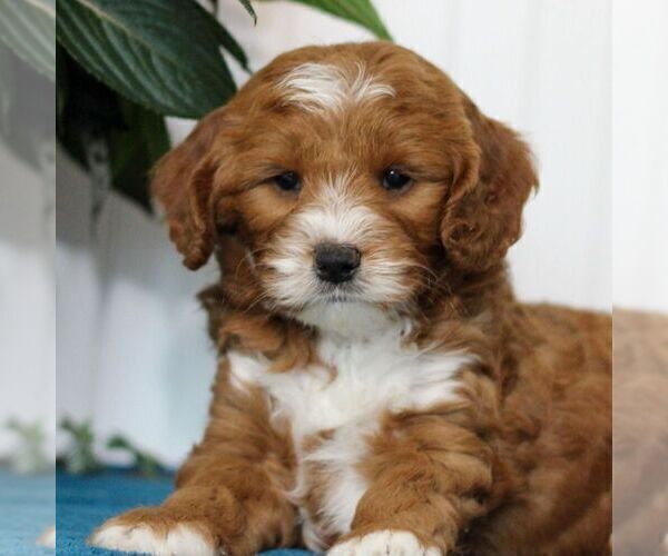 Medium Photo #3 Cavapoo Puppy For Sale in EAST EARL, PA, USA