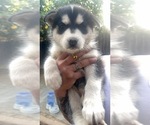 Small Photo #3 Siberian Husky Puppy For Sale in RIALTO, CA, USA