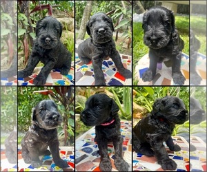 Black Russian Terrier Puppy for sale in HOLLYWOOD, FL, USA