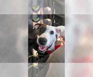 Mutt Dogs for adoption in Weaverville, NC, USA