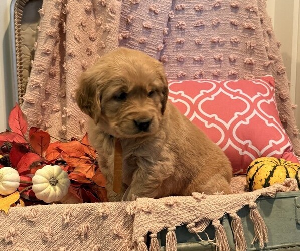 Medium Photo #4 Golden Retriever Puppy For Sale in WILLARD, WI, USA