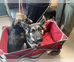 German Shepherd Dog Dogs for adoption in Pasadena, CA, USA