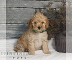 Small #2 Poodle (Miniature)