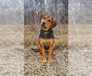 Beagle Dogs for adoption in Lake City, MI, USA