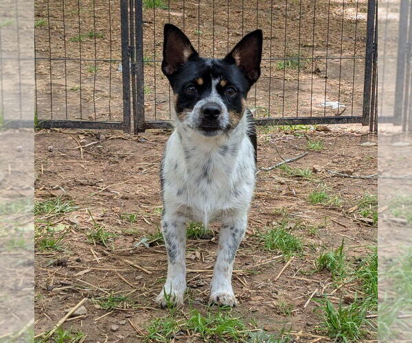 Medium Photo #1 Mutt Puppy For Sale in Vail, AZ, USA