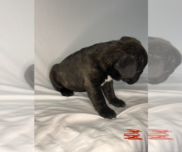 Medium Photo #7 French Bulldog Puppy For Sale in JOLIET, IL, USA