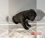 Small #6 French Bulldog