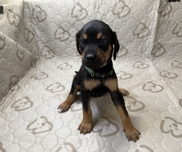 Medium Photo #3 Labrador Retriever-Rhodesian Ridgeback Mix Puppy For Sale in FRESNO, CA, USA