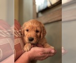 Small #4 Golden Retriever