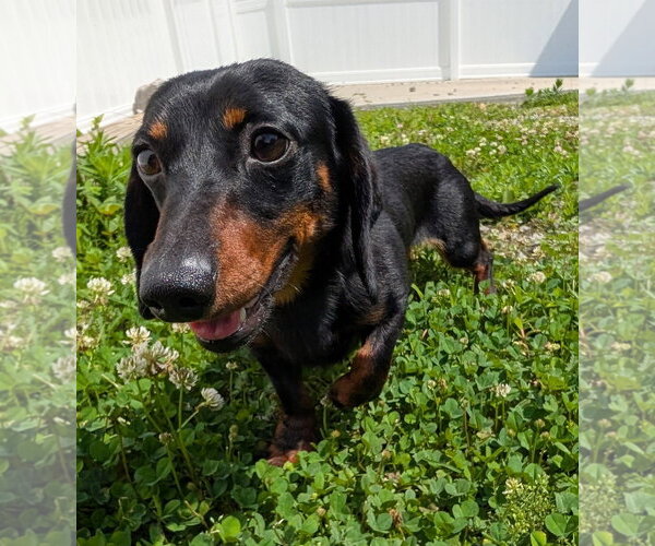 Medium Photo #8 Dachshund Puppy For Sale in Shelbyville, TN, USA