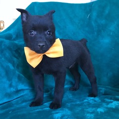 Schipperke Puppy for sale in QUARRYVILLE, PA, USA