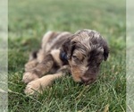 Small #5 Goldendoodle
