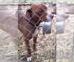 Small Photo #6 Retriever -Unknown Mix Puppy For Sale in Fairfax, VA, USA