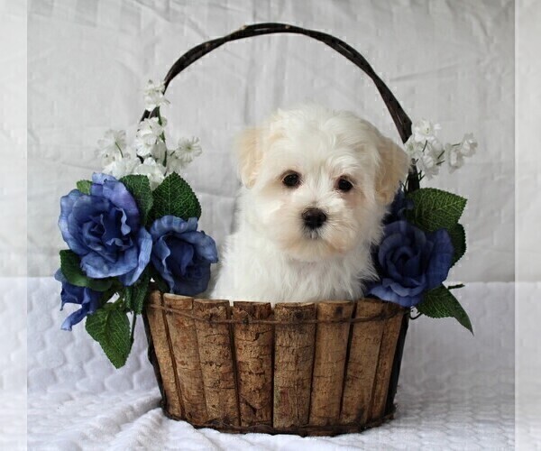 Medium Photo #6 Maltese Puppy For Sale in ROCK STREAM, NY, USA