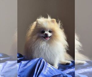 Father of the Pomeranian puppies born on 05/04/2026