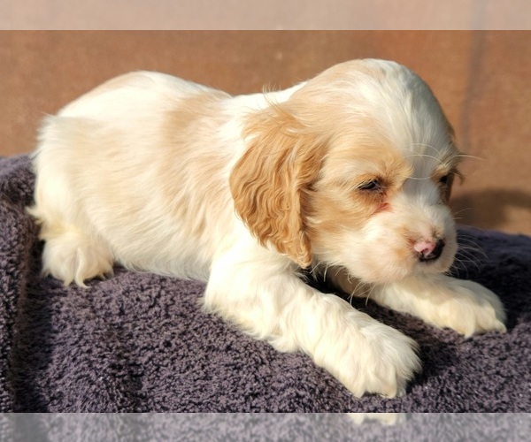 Full screen Photo #1 Cocker Spaniel Puppy For Sale in HENDERSON, NC, USA