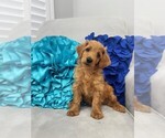 Small Photo #40 Double Doodle Puppy For Sale in LAGRANGE, GA, USA