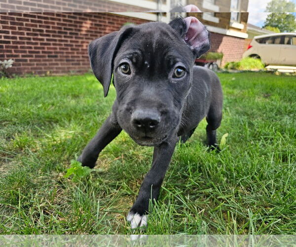 Medium Photo #2 Mutt Puppy For Sale in Waterloo, IA, USA