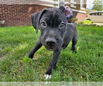 Small #1 Mutt