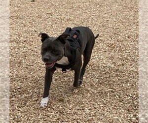 Mutt Dogs for adoption in Ogden, UT, USA