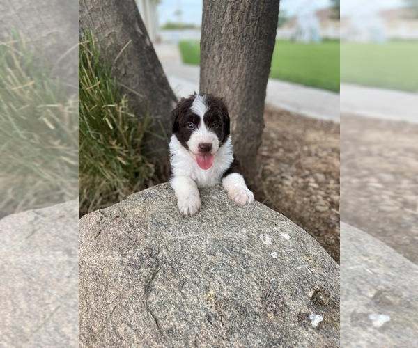 Medium Photo #1 Aussiedoodle Puppy For Sale in GILBERT, AZ, USA