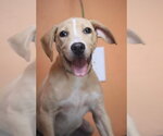Small #2 Labrador Retriever Mix